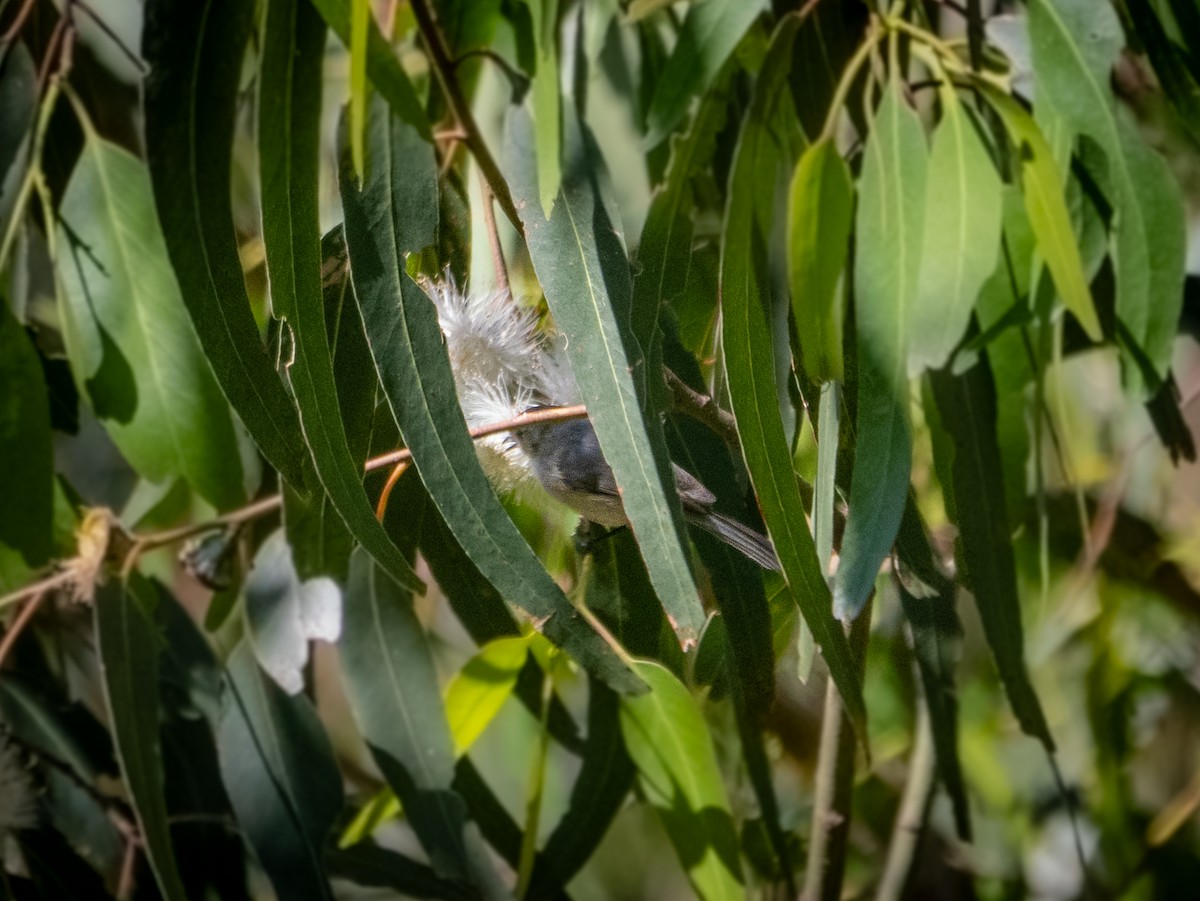 Blue-gray Gnatcatcher - ML619818517