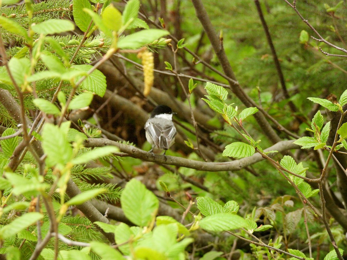 Black-capped Chickadee - ML619818519