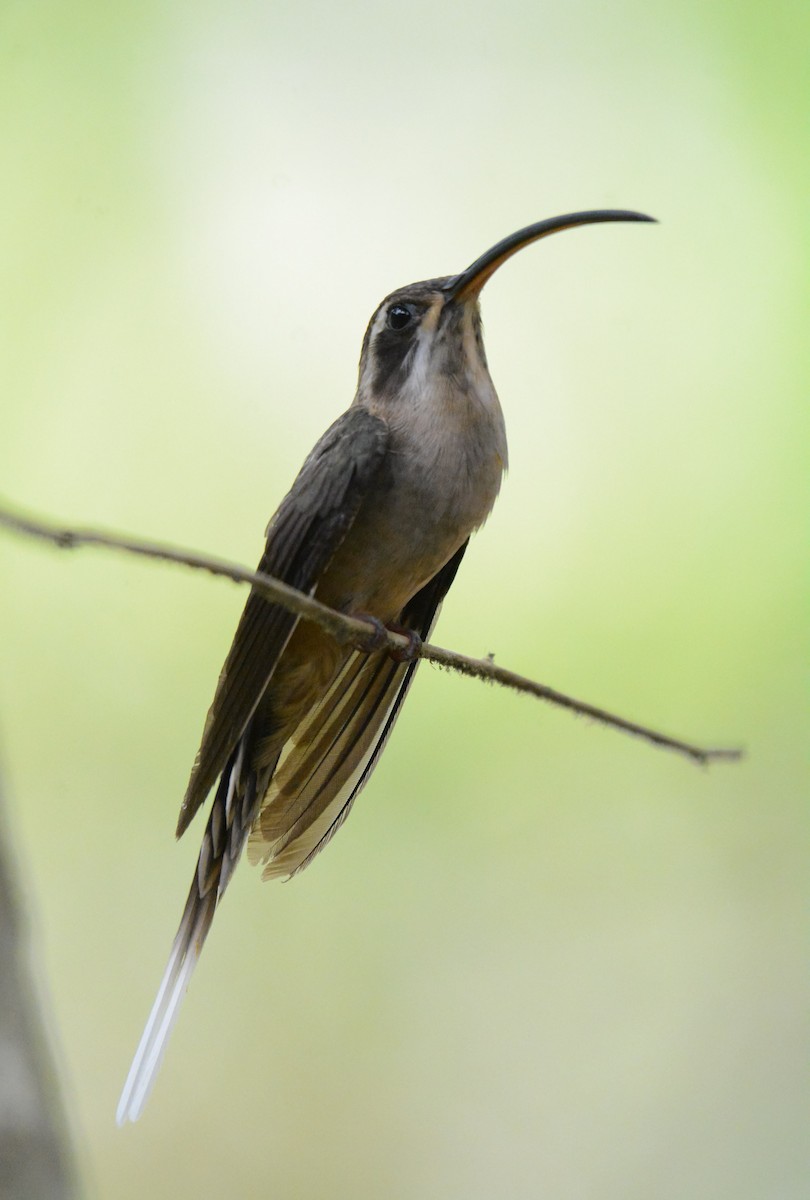 kolibřík tmavolící - ML619818528