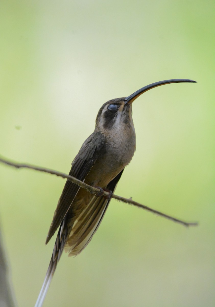 Long-billed Hermit - ML619818530