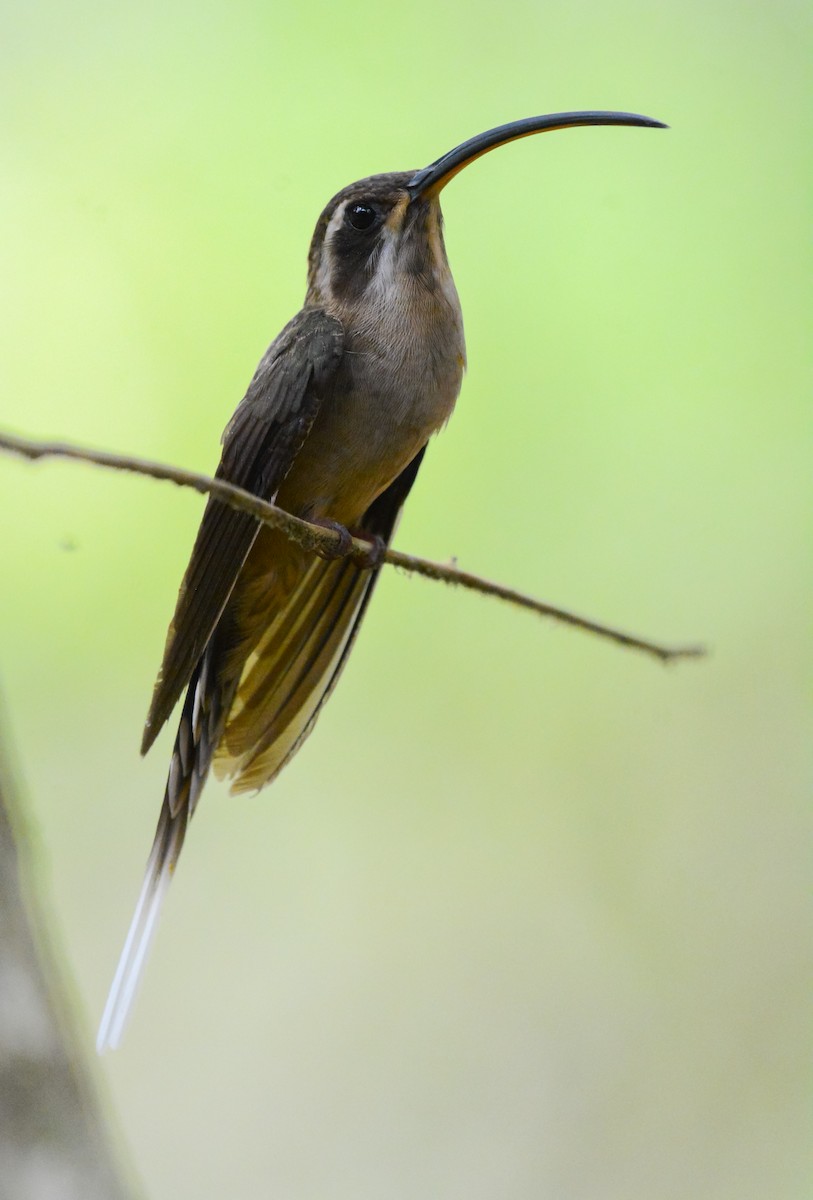 kolibřík tmavolící - ML619818531