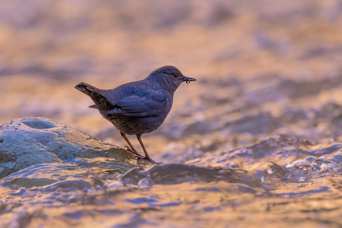 American Dipper - ML619818534