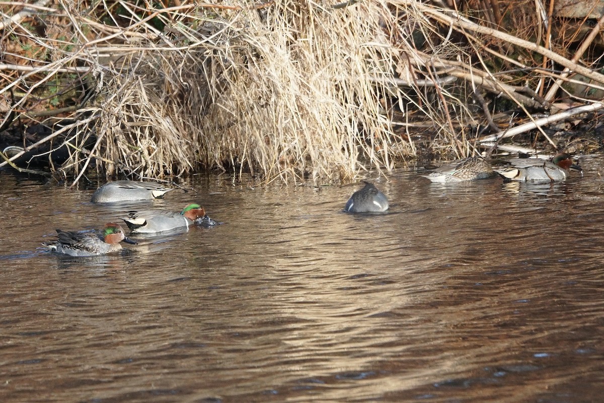 Green-winged Teal - ML619818544