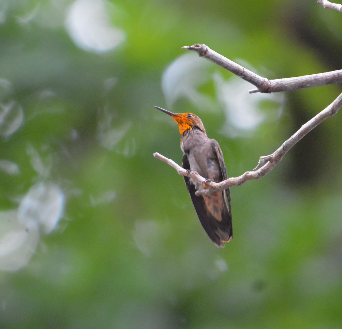kolibřík fialovouchý - ML619818545