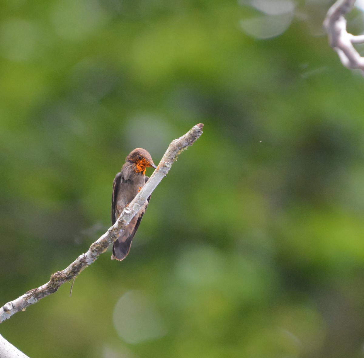kolibřík fialovouchý - ML619818546