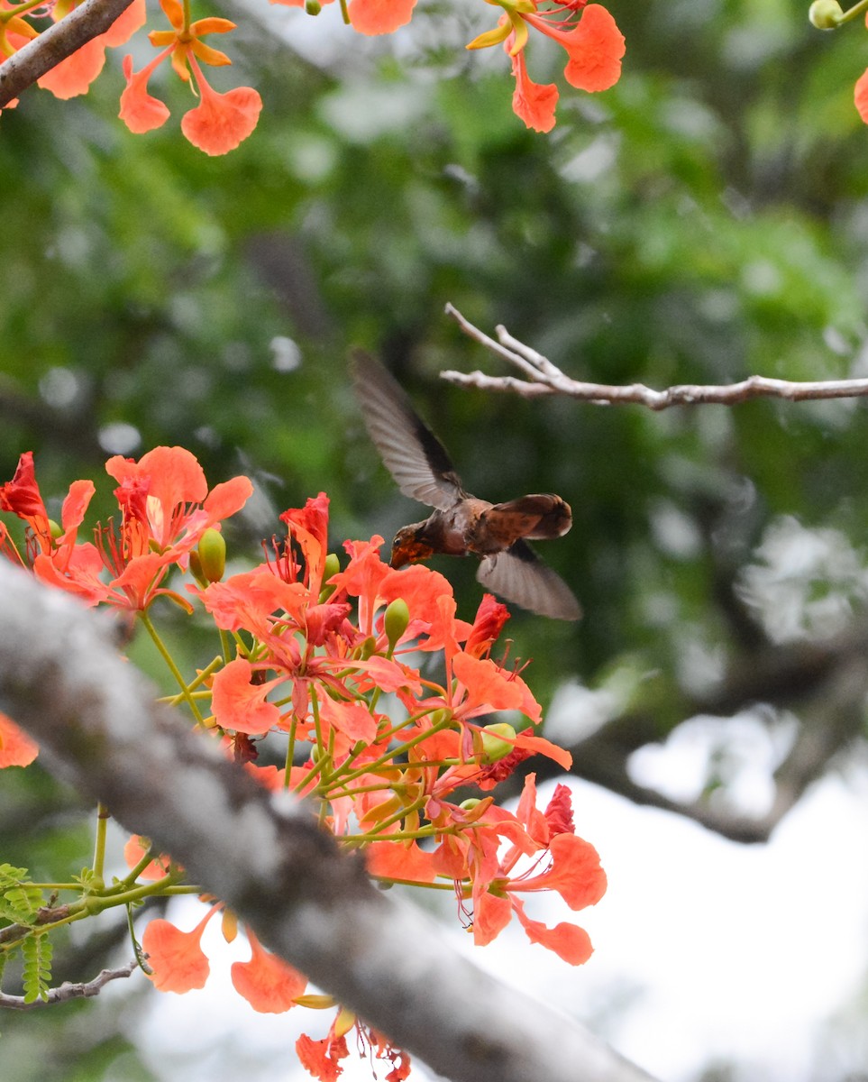 kolibřík fialovouchý - ML619818547