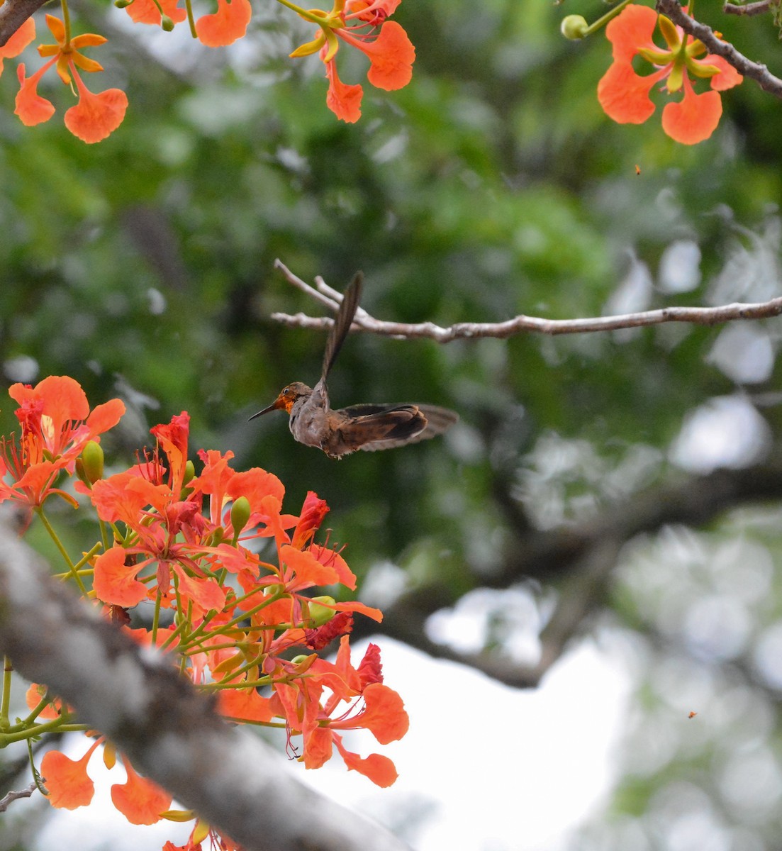 kolibřík fialovouchý - ML619818548