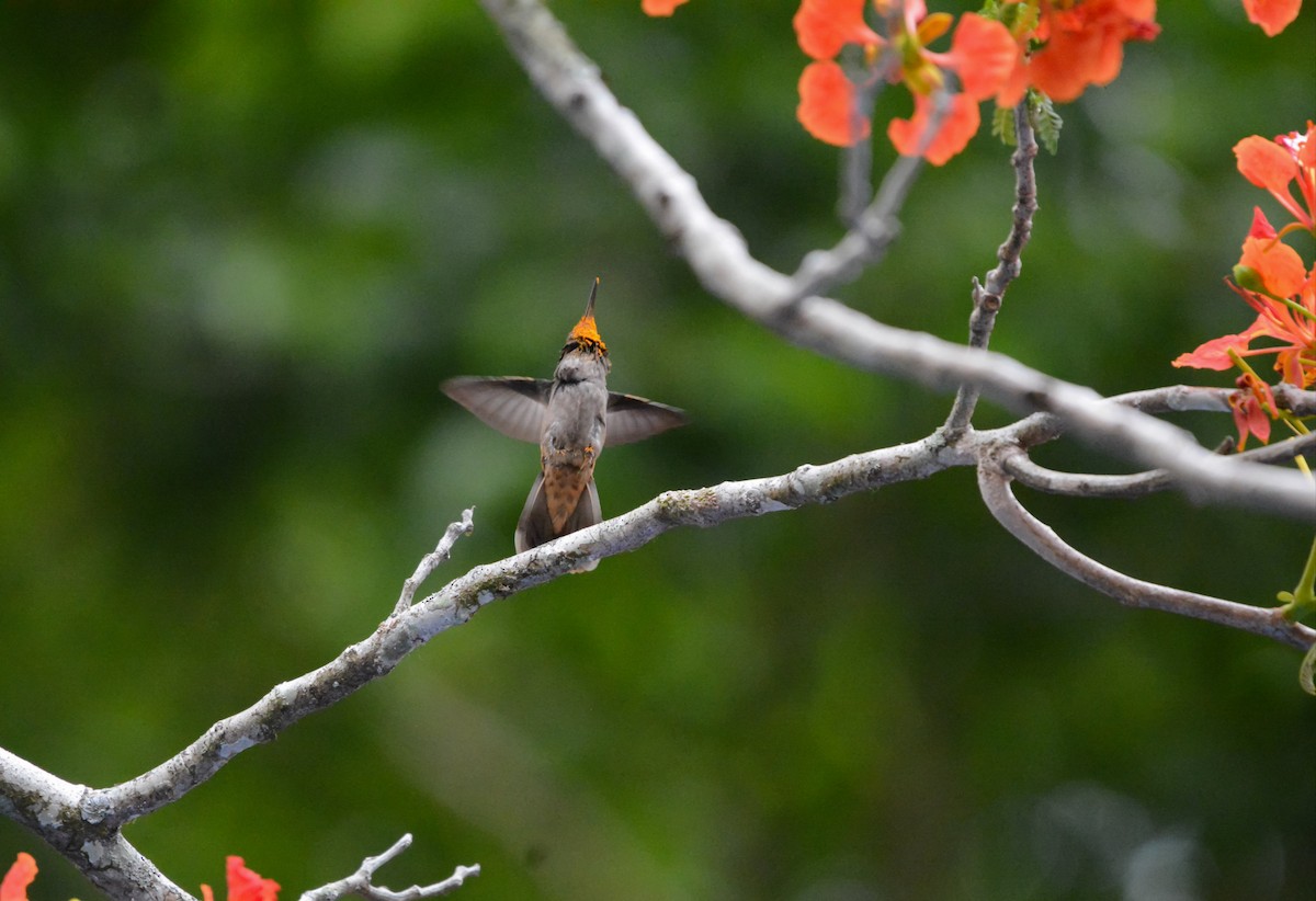kolibřík fialovouchý - ML619818550