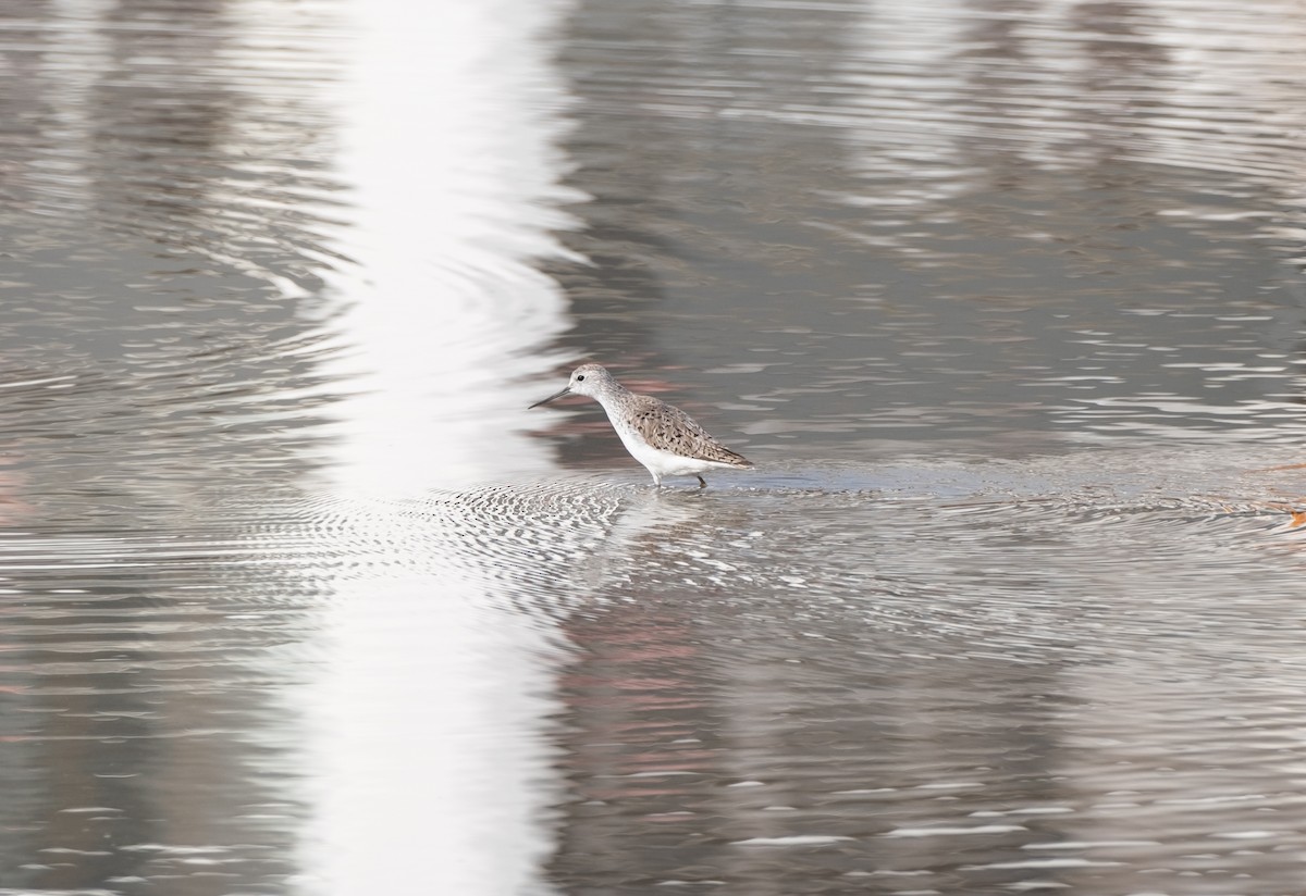 Teichwasserläufer - ML619818553