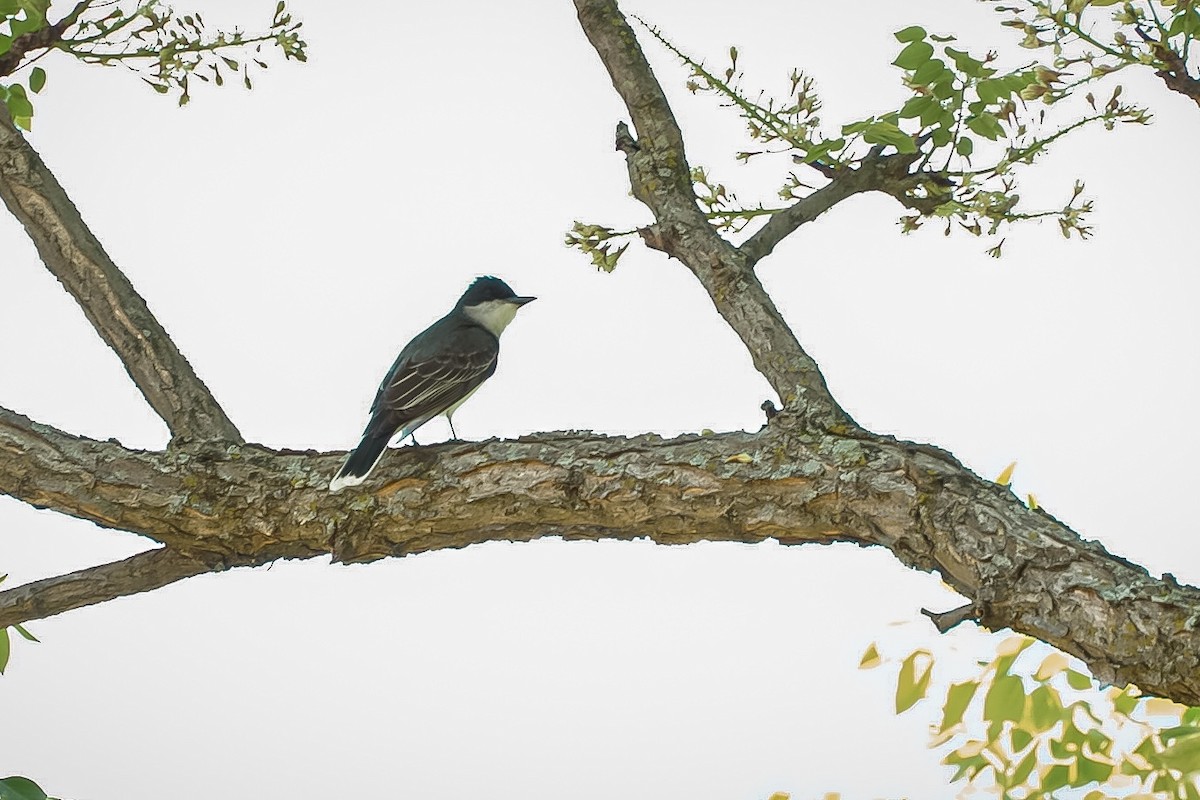 Eastern Kingbird - ML619818558