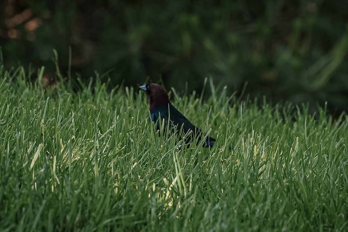 Brown-headed Cowbird - ML619818562