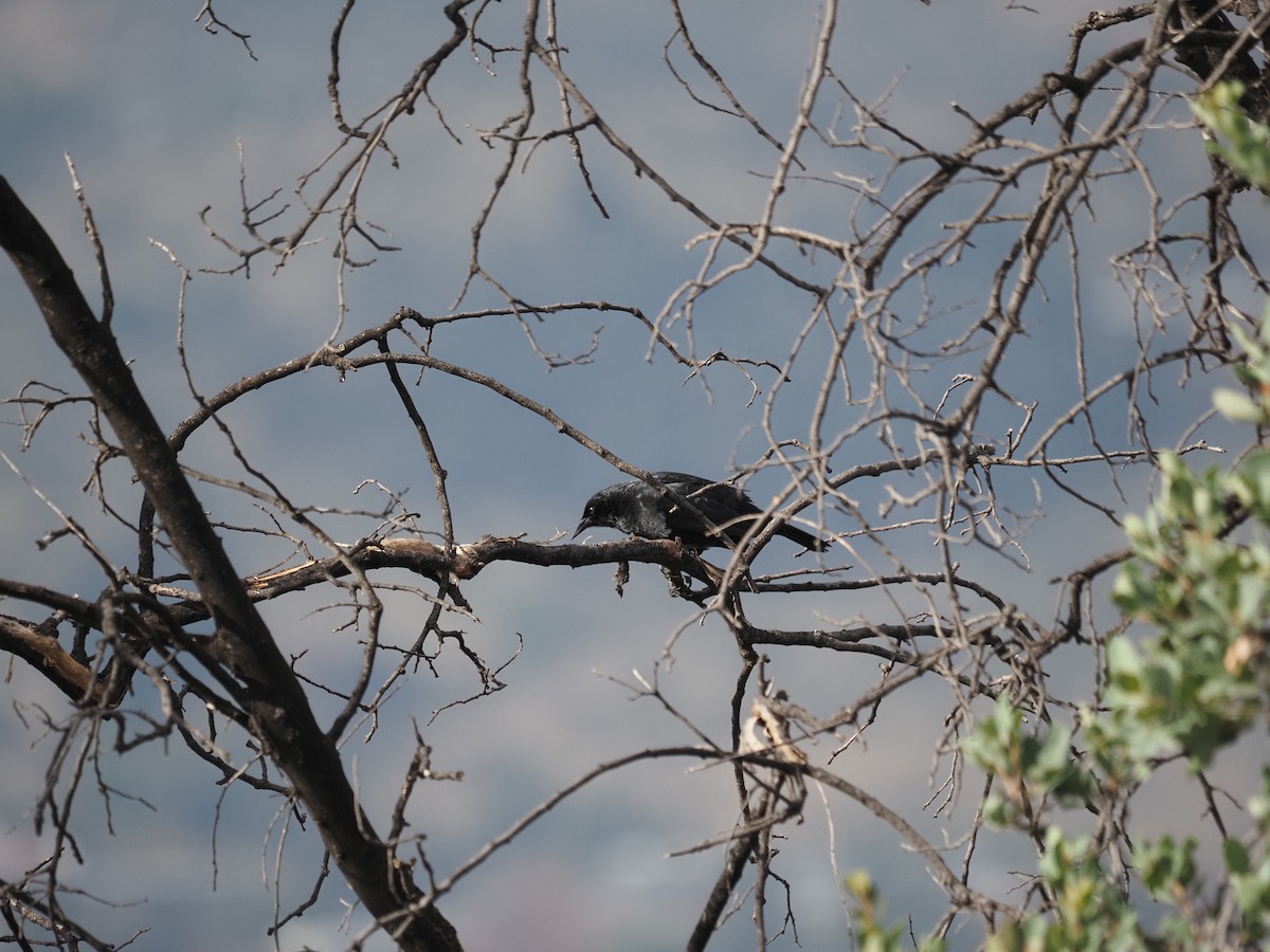 Austral Blackbird - ML619818590