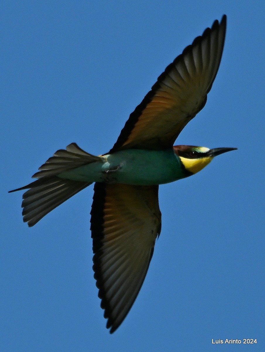 European Bee-eater - ML619818617