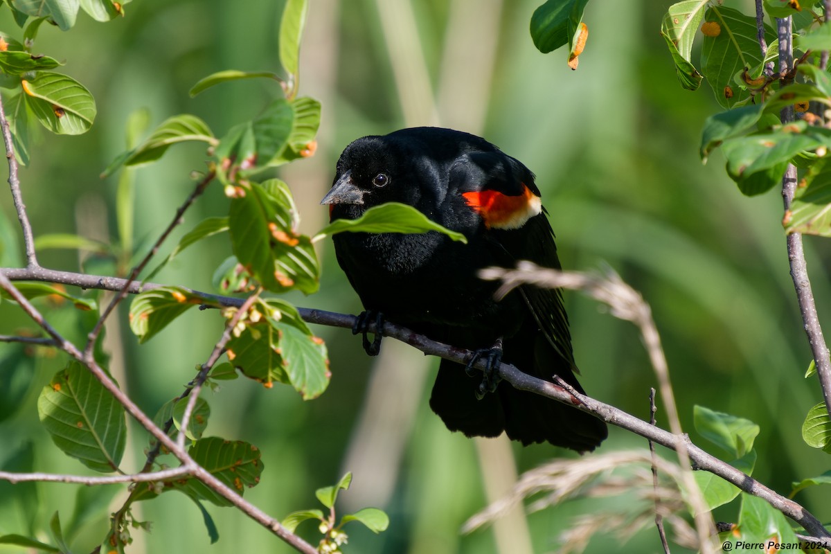 Red-winged Blackbird - ML619818619