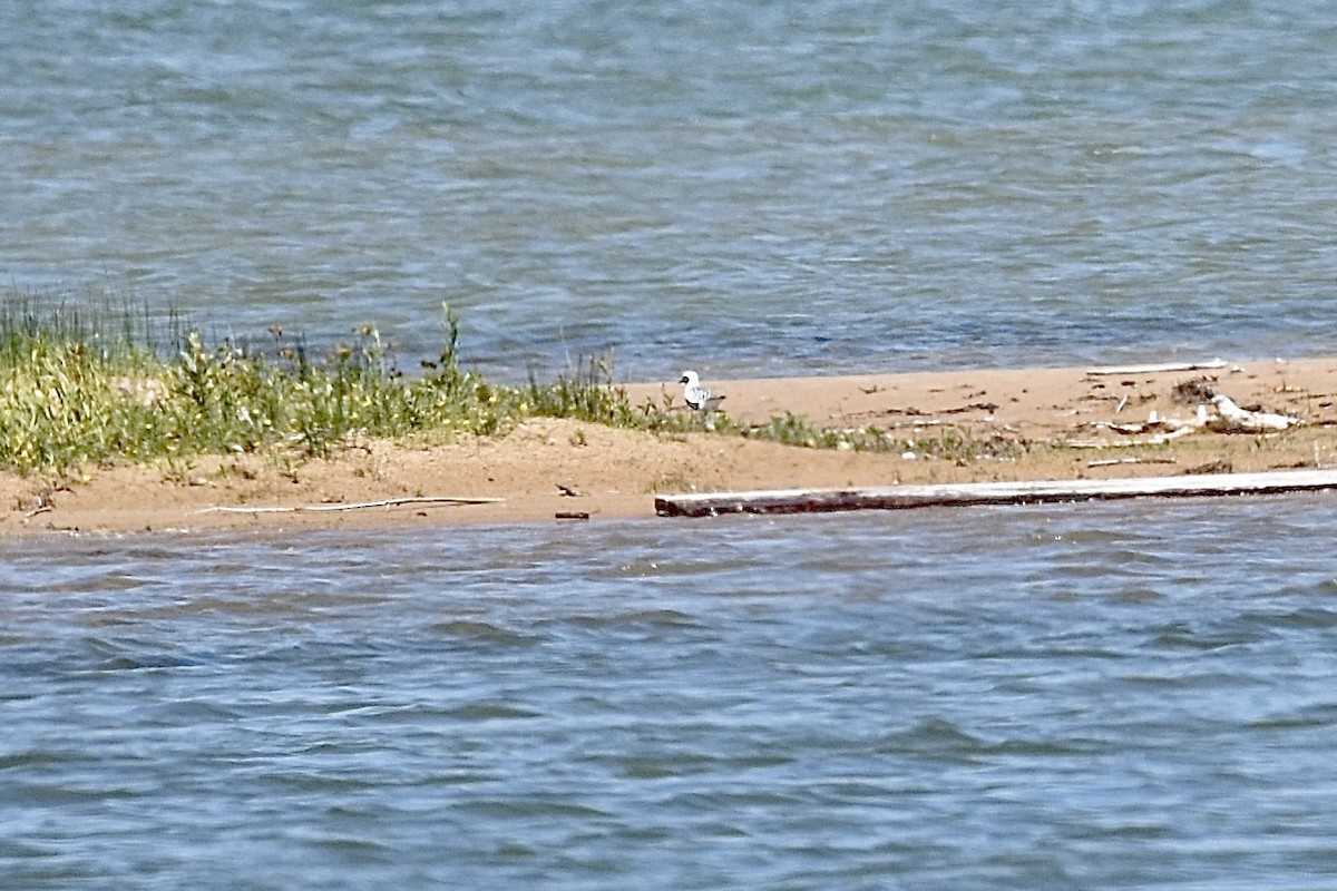 Black-bellied Plover - ML619818656