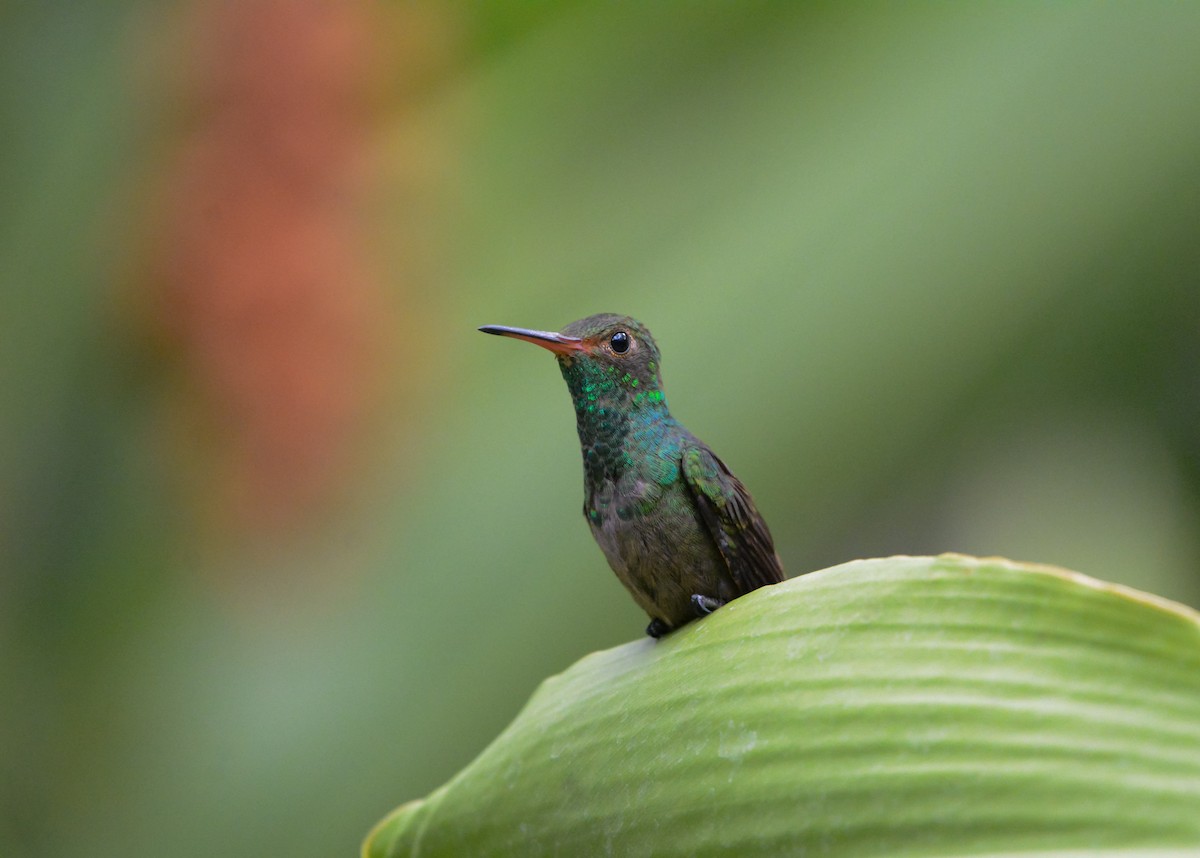 Rufous-tailed Hummingbird - ML619818669
