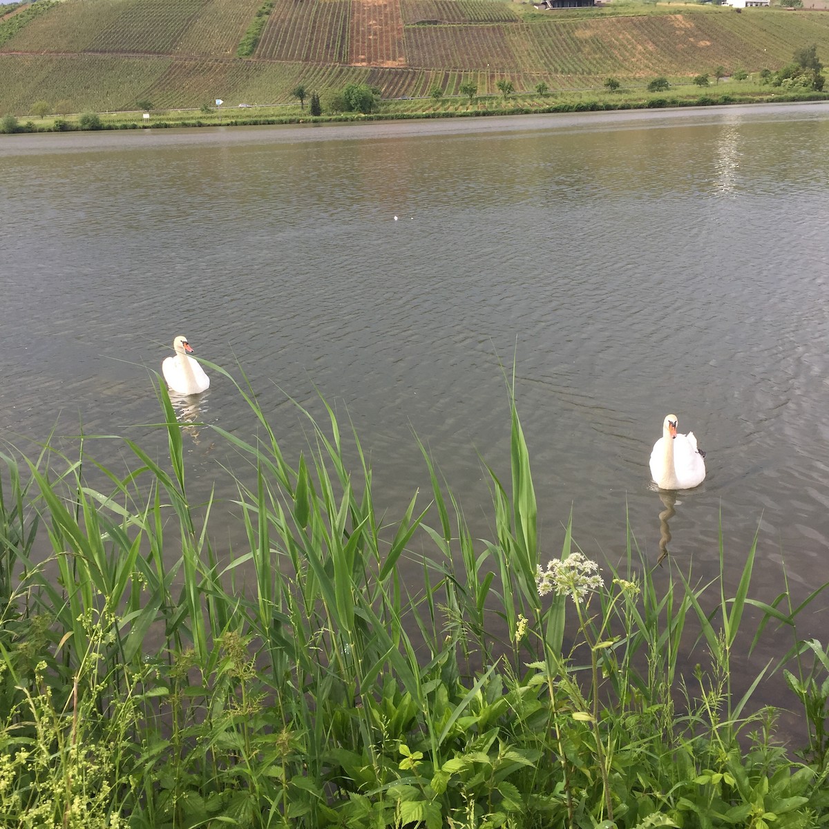 Cygne tuberculé - ML619818691