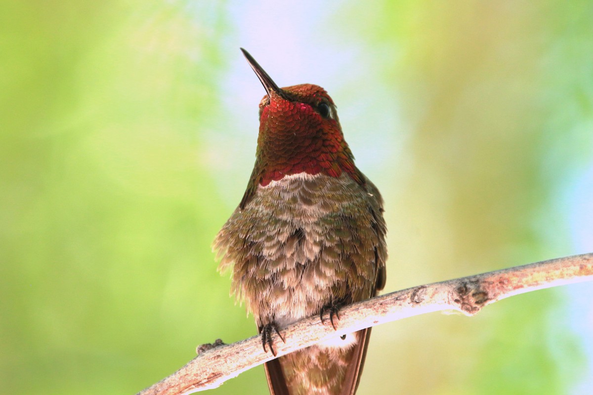 Anna's Hummingbird - ML619818694