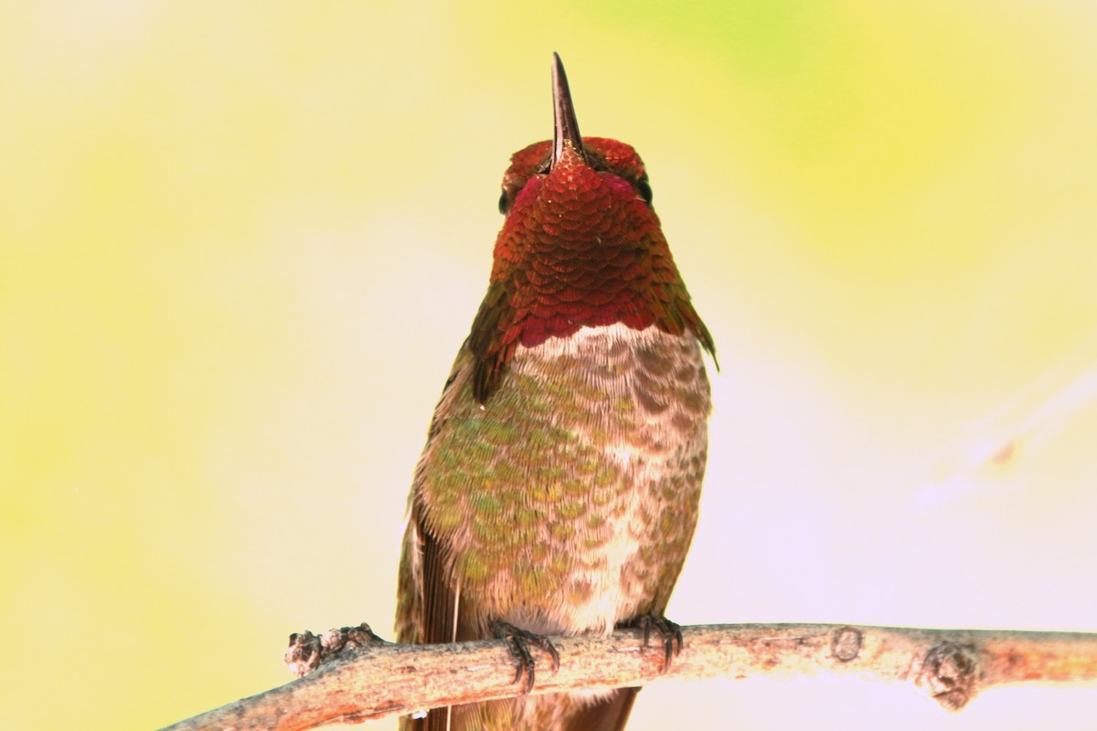 Anna's Hummingbird - ML619818695