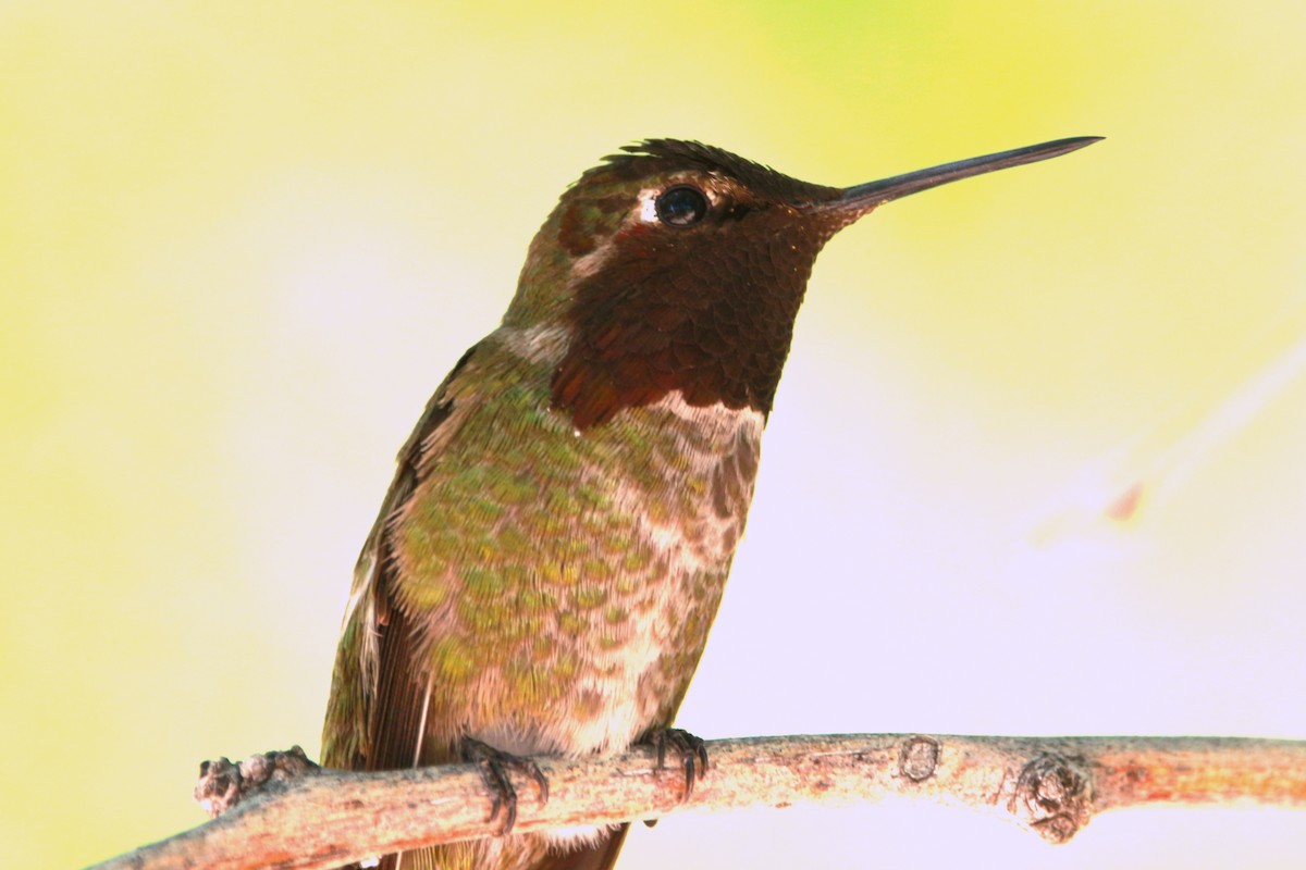 Anna's Hummingbird - ML619818696