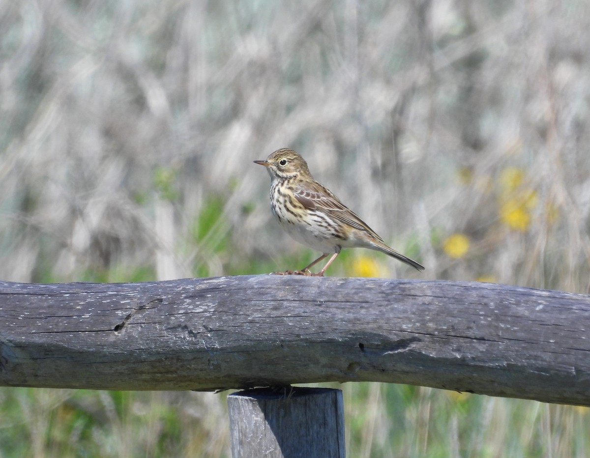 Meadow Pipit - ML619818707