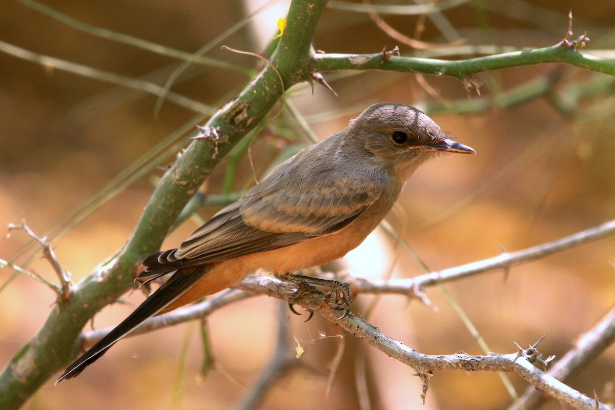 Say's Phoebe - ML619818709