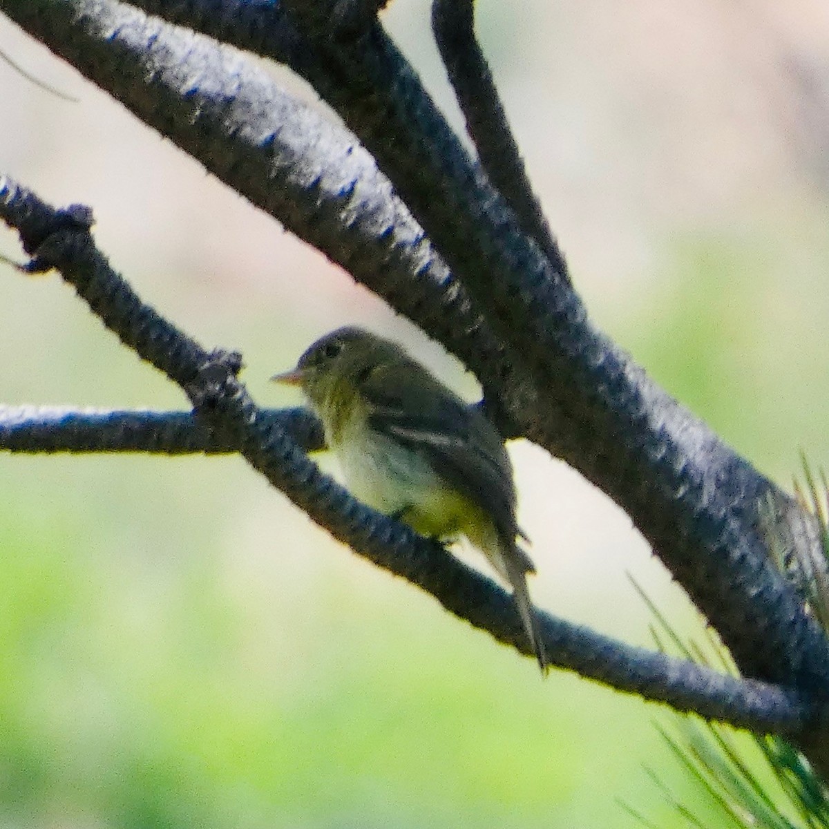 Western Flycatcher - ML619818714