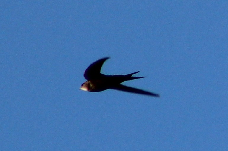 Common Swift - ML619818726