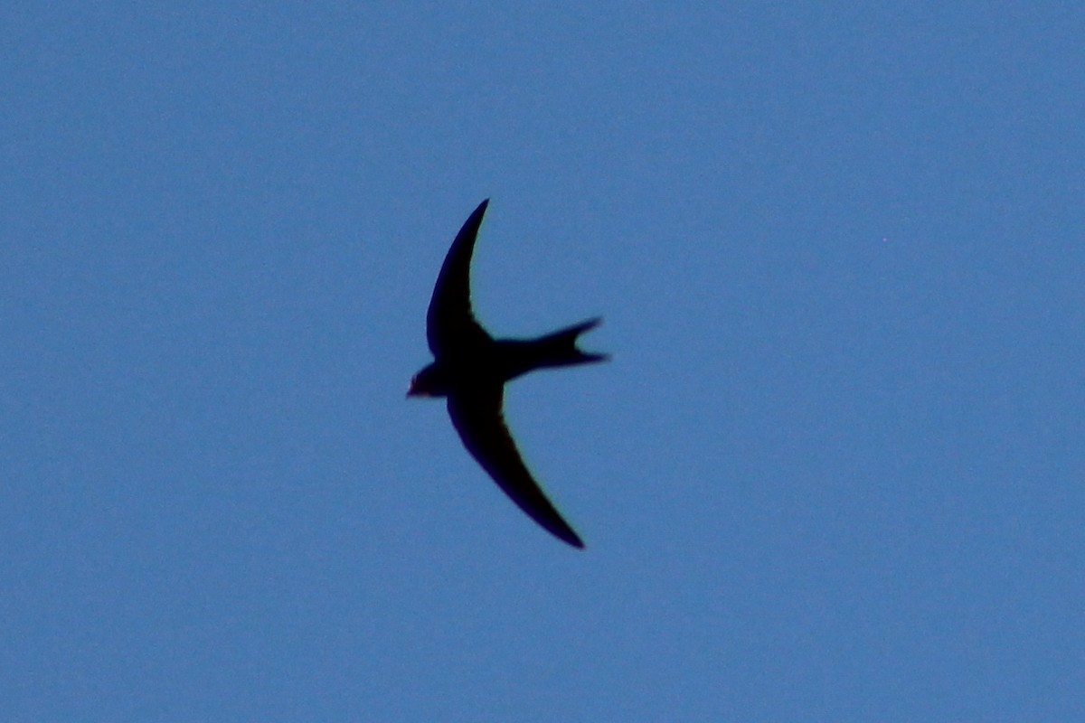 Common Swift - ML619818737