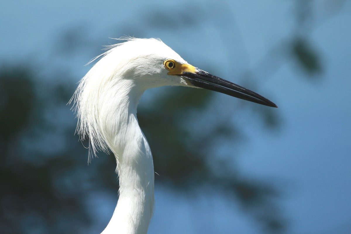 Snowy Egret - ML619818751