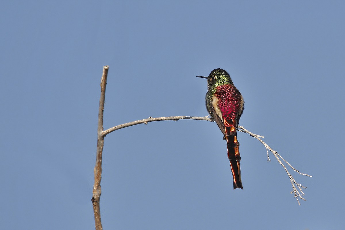 Red-tailed Comet - ML619818752