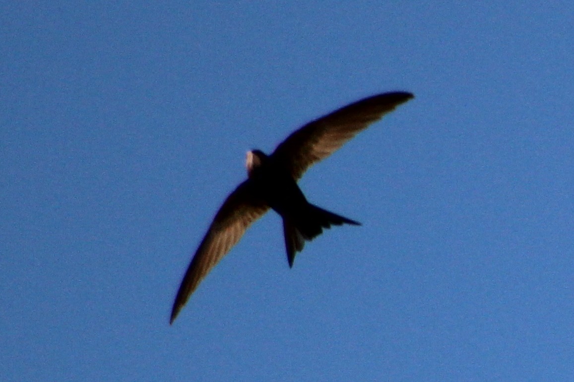 Common Swift - ML619818762