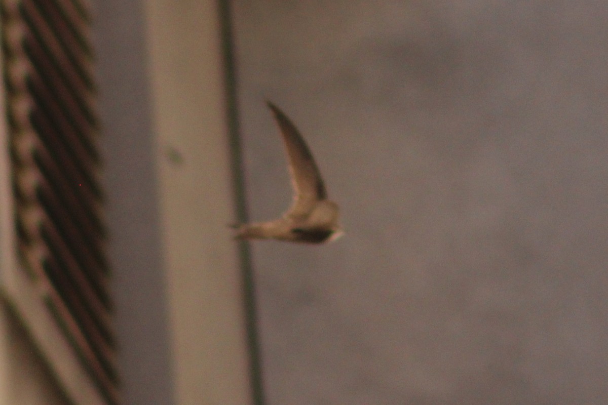 Pallid Swift - ML619818766