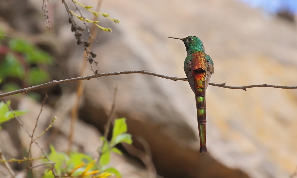 Red-tailed Comet - ML619818775