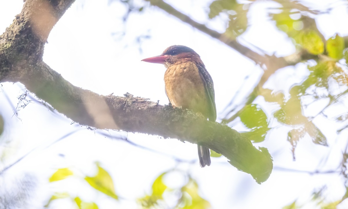 Blue-capped Kingfisher - ML619818809