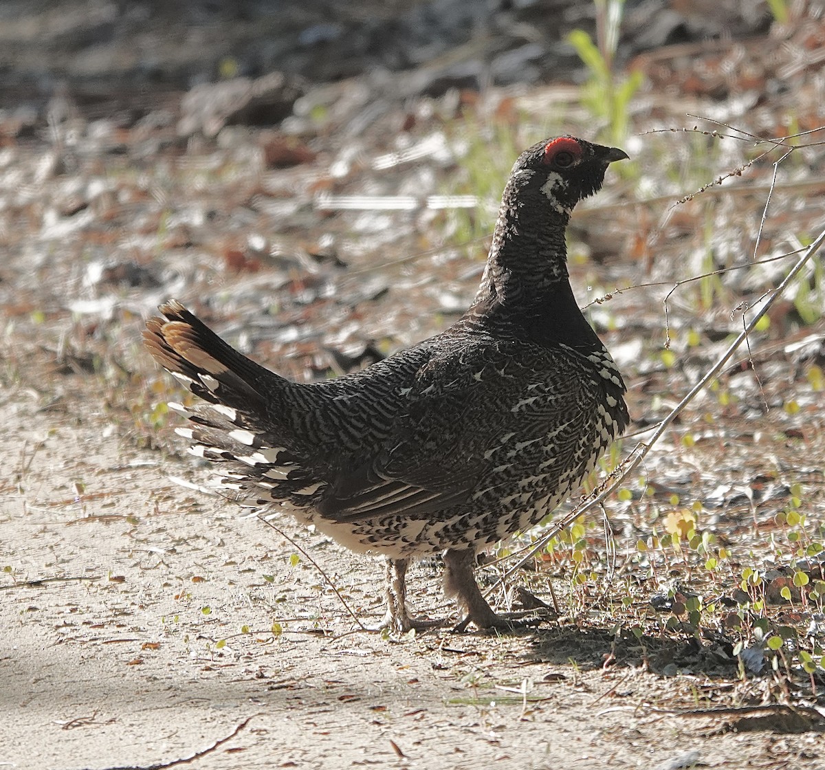 Spruce Grouse - ML619818818