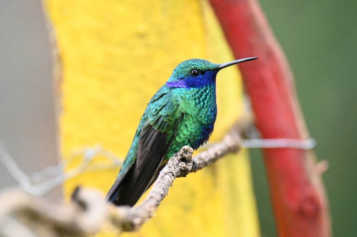 kolibřík modrolící - ML619818819