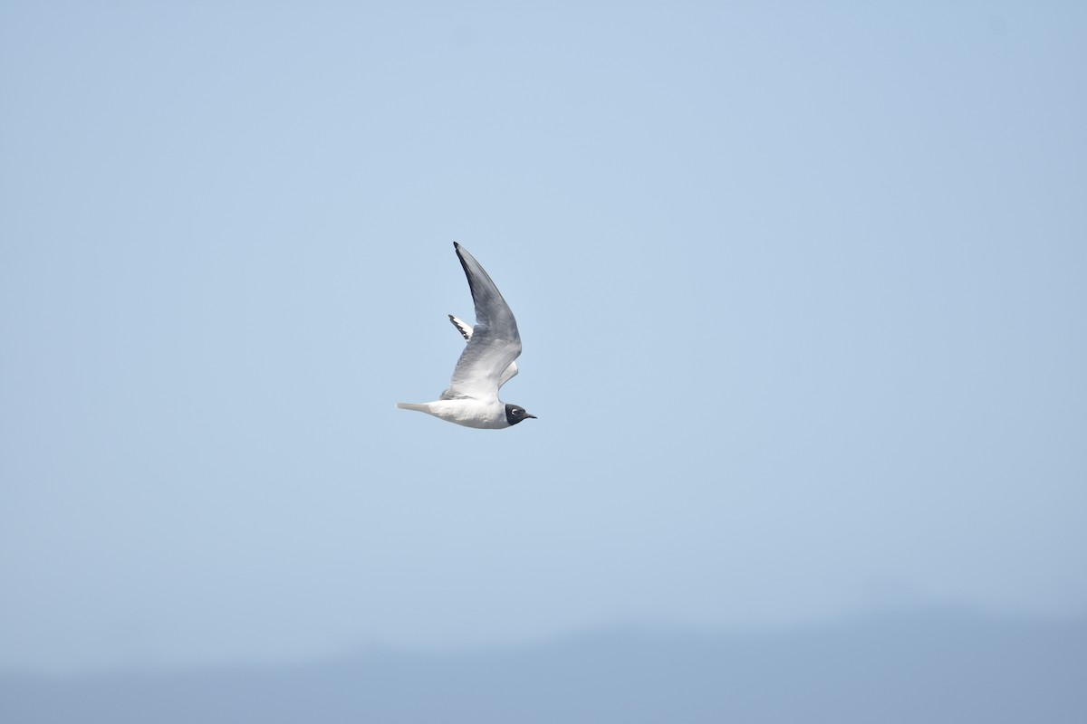 Bonaparte's Gull - ML619818826