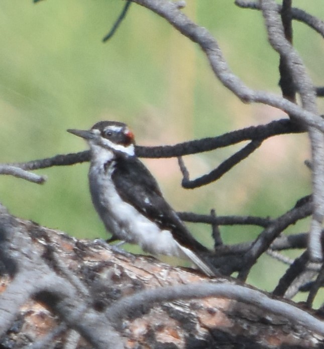 Hairy Woodpecker - ML619818827