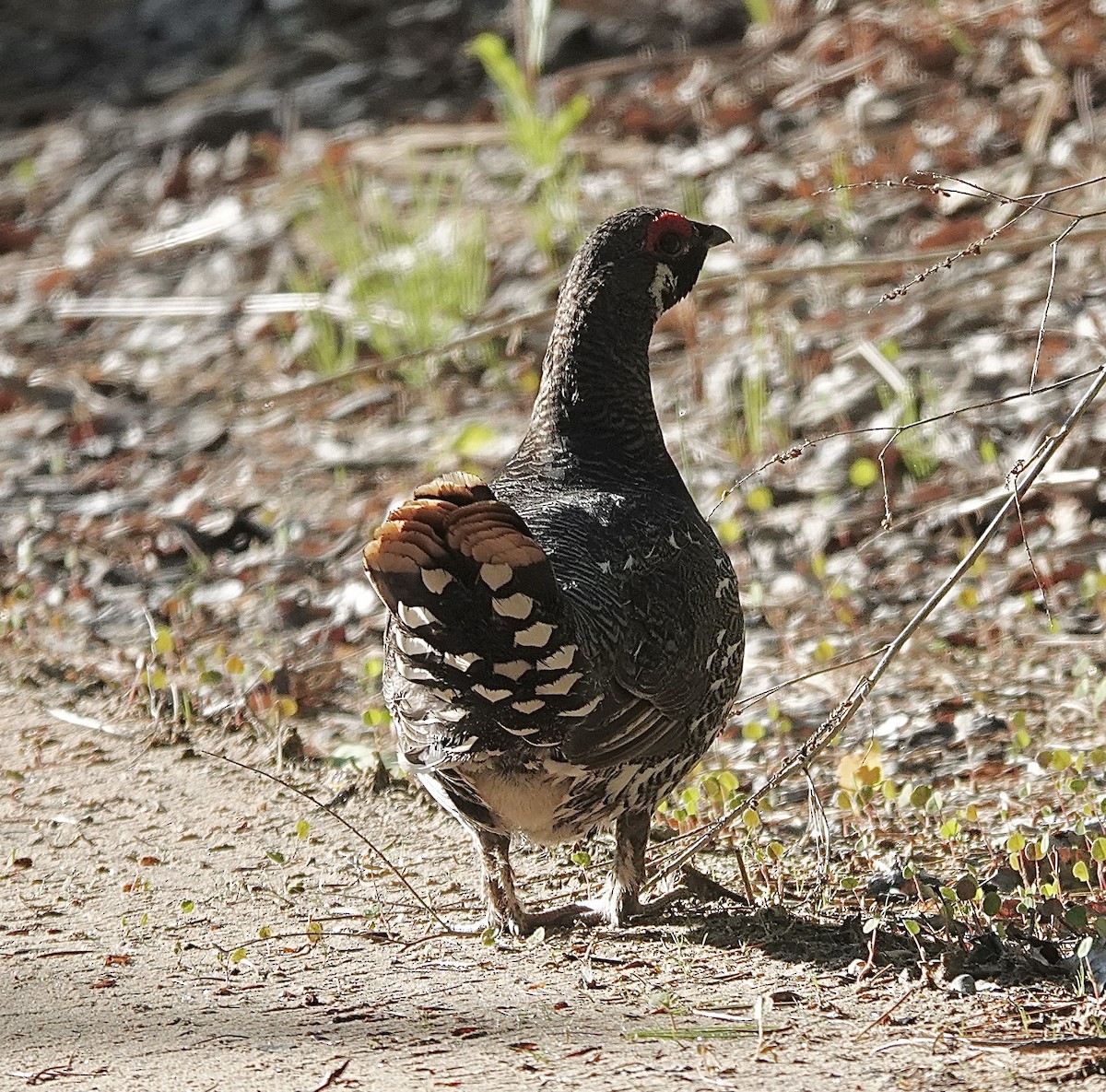 Spruce Grouse - ML619818830