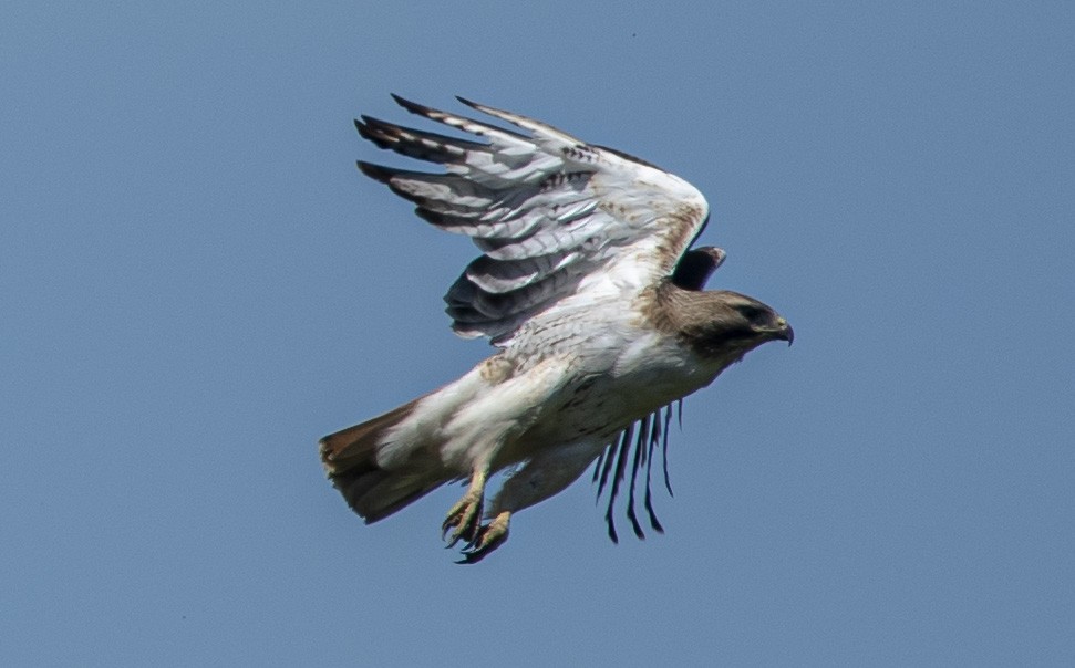 Red-tailed Hawk - ML619818832
