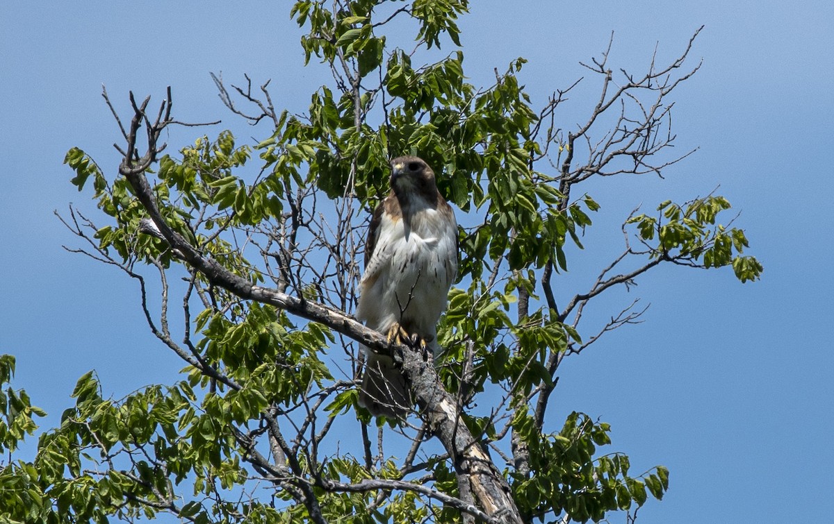 Red-tailed Hawk - ML619818833