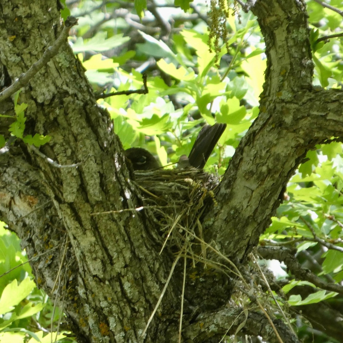 American Robin - ML619818834