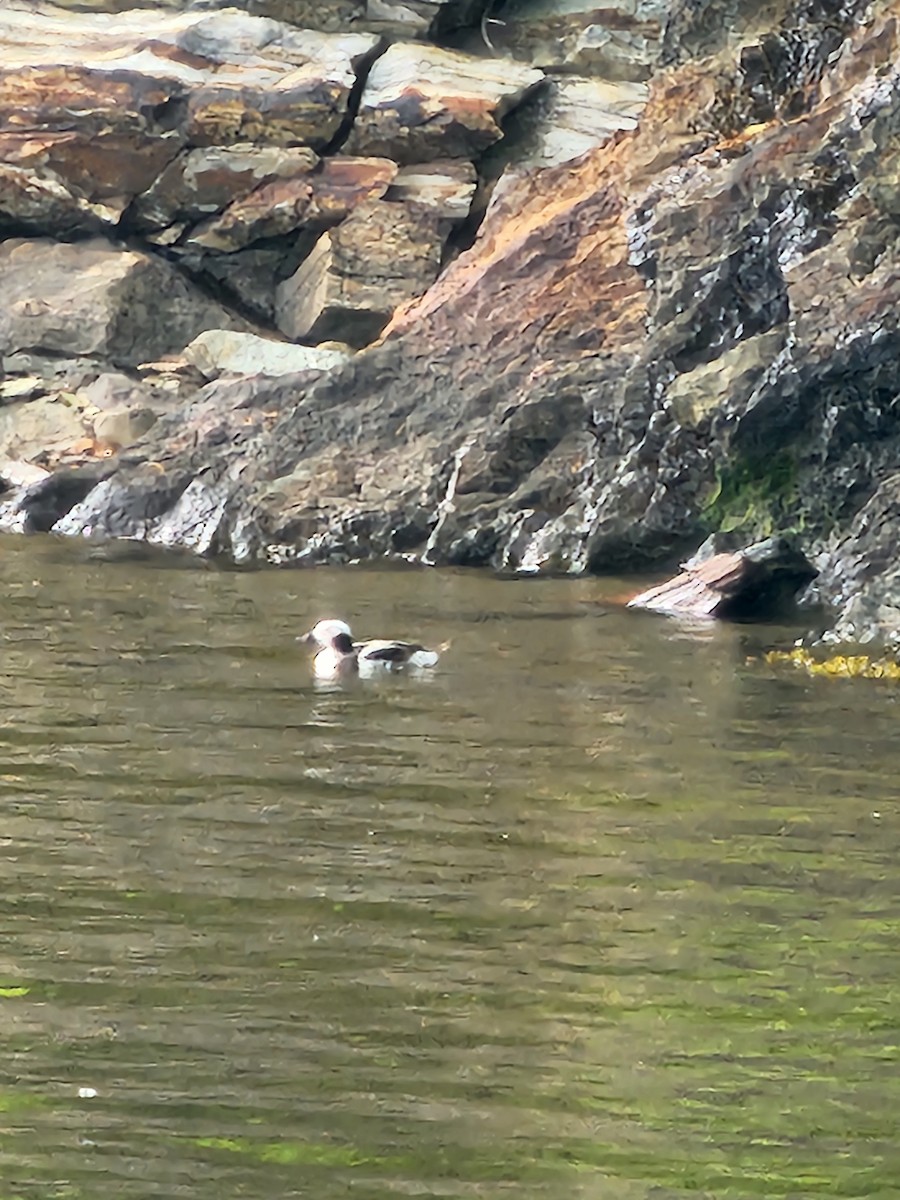 Long-tailed Duck - ML619818844