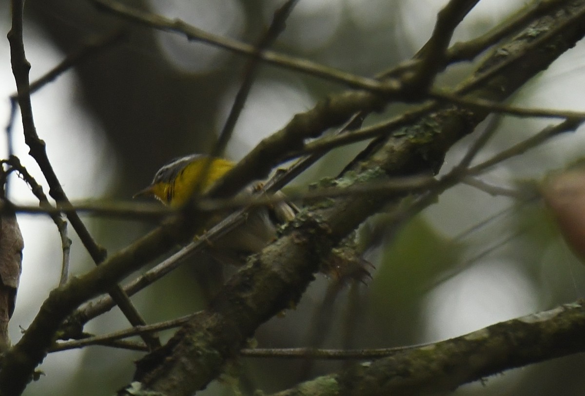 Crescent-chested Warbler - ML619818846