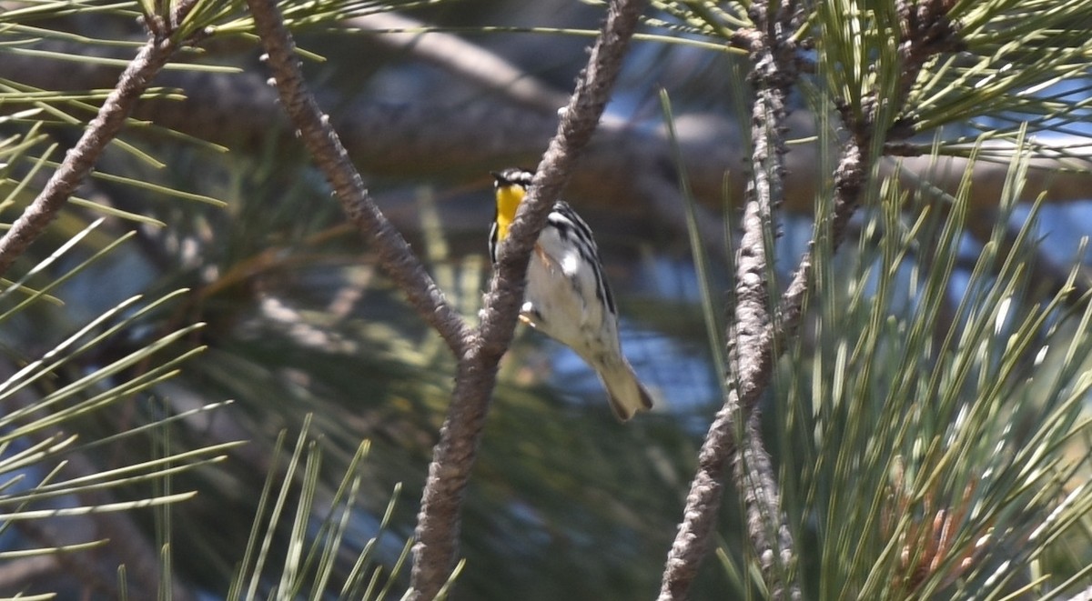 Yellow-throated Warbler - ML619818848