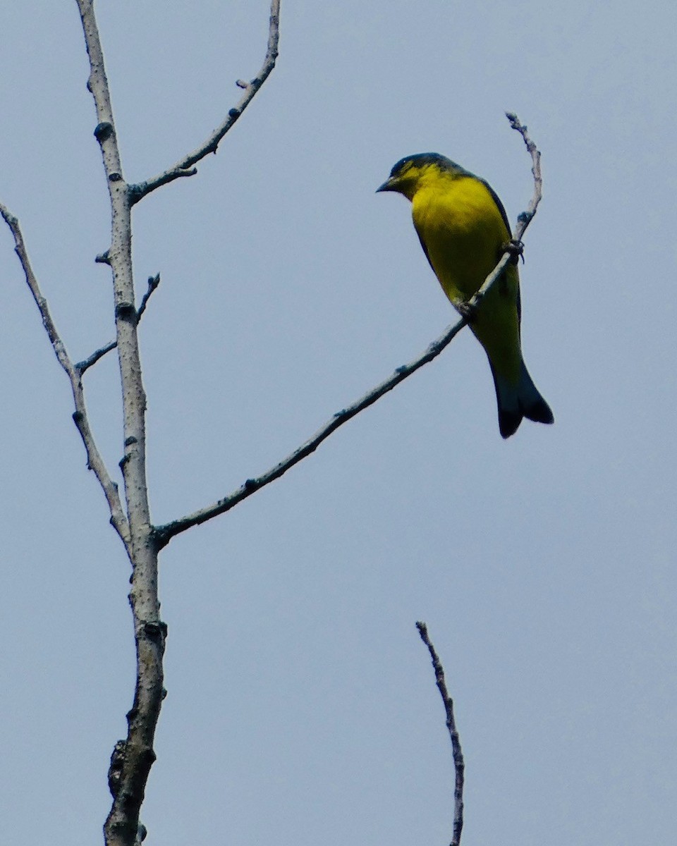 Lesser Goldfinch - ML619818849