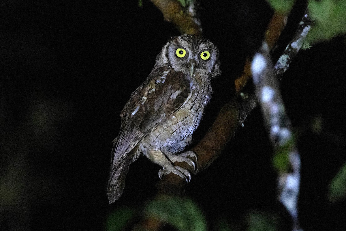 Tropical Screech-Owl - ML619818850