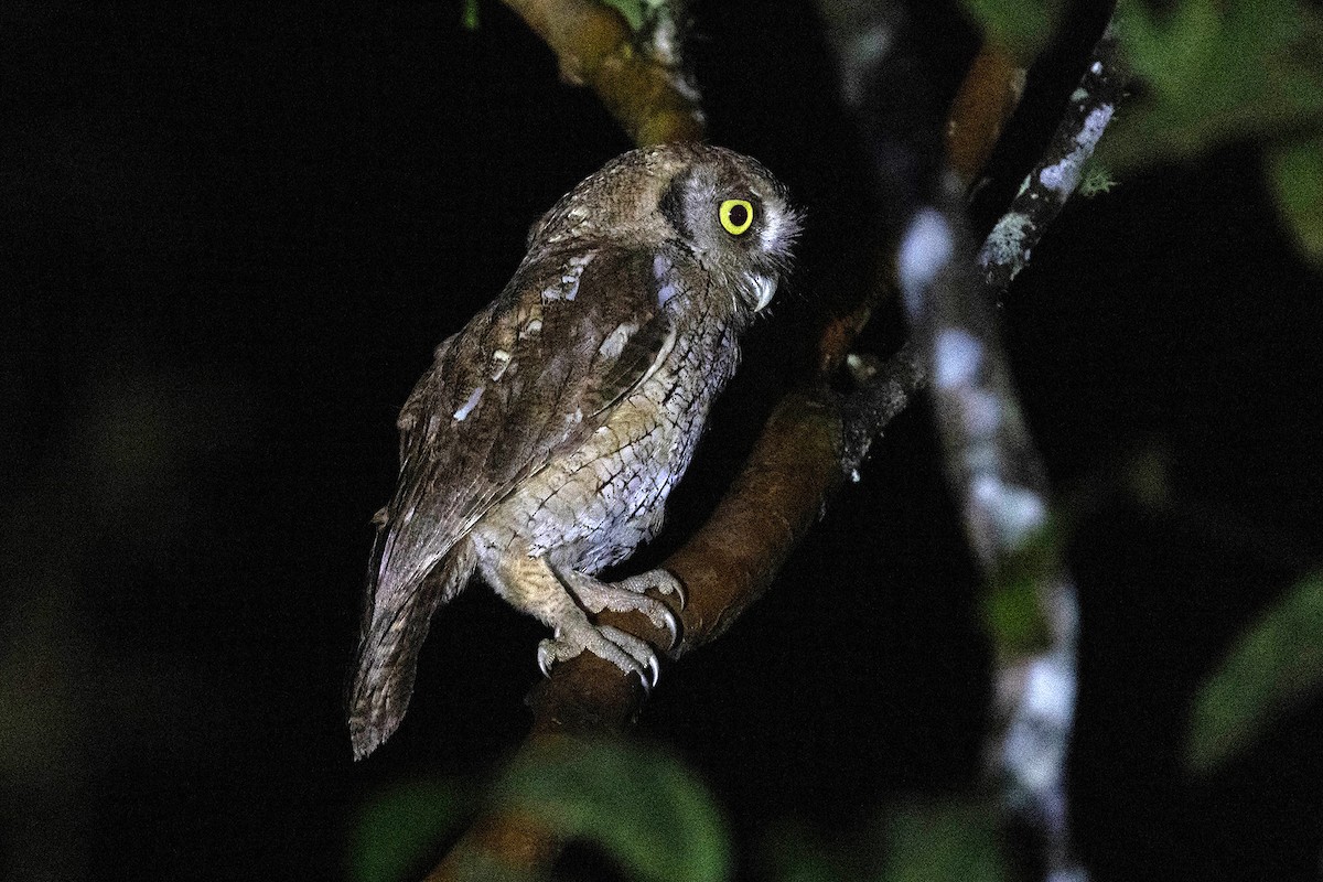 Tropical Screech-Owl - ML619818851