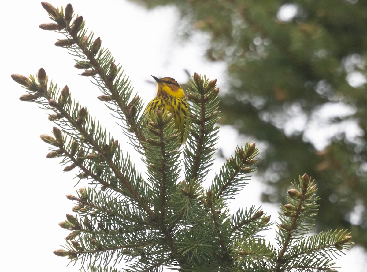 Cape May Warbler - ML619818858